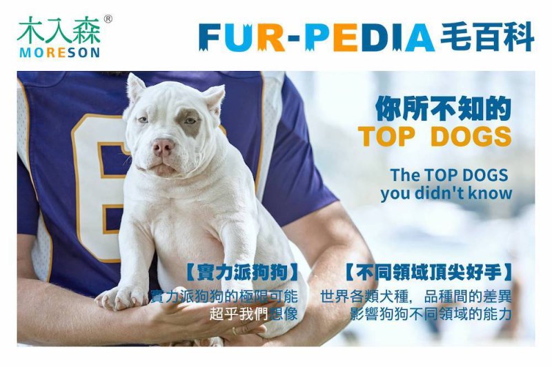 你所不知的TOP DOGS